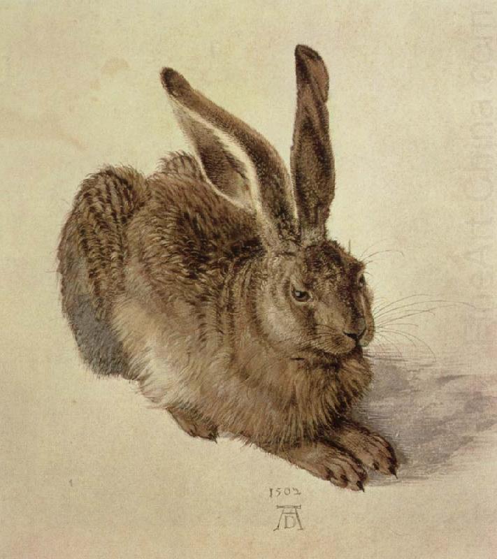 hare, Albrecht Durer